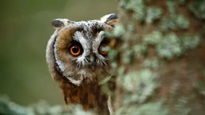 Owl peeking out from behind a tree