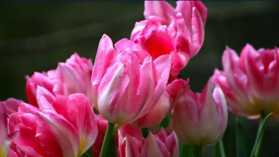 pink tulips