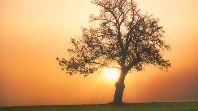 Tree in a sunset
