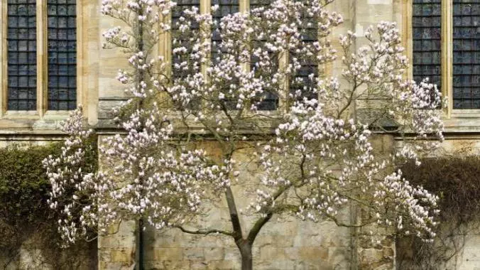 tree outside an Oxford college