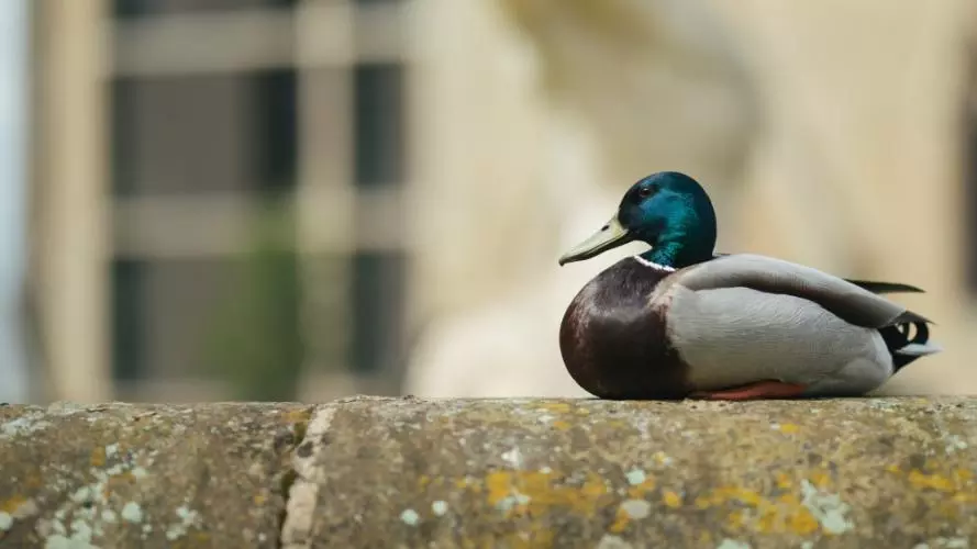 Image of a duck outside the Radcliffe Humanities building 