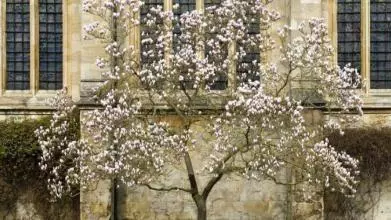 tree outside an Oxford college