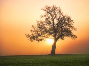 Tree in a sunset